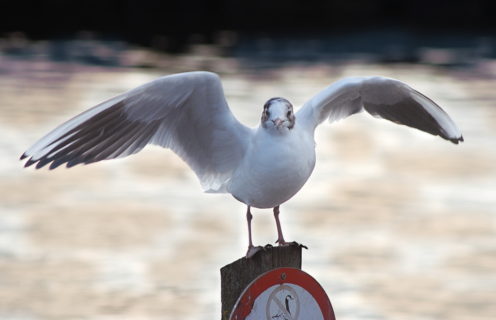 Black-headed gull flapping. by davidrobinson