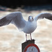 Black-headed gull flapping. by davidrobinson