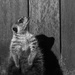Posing Meerkat by leonbuys83