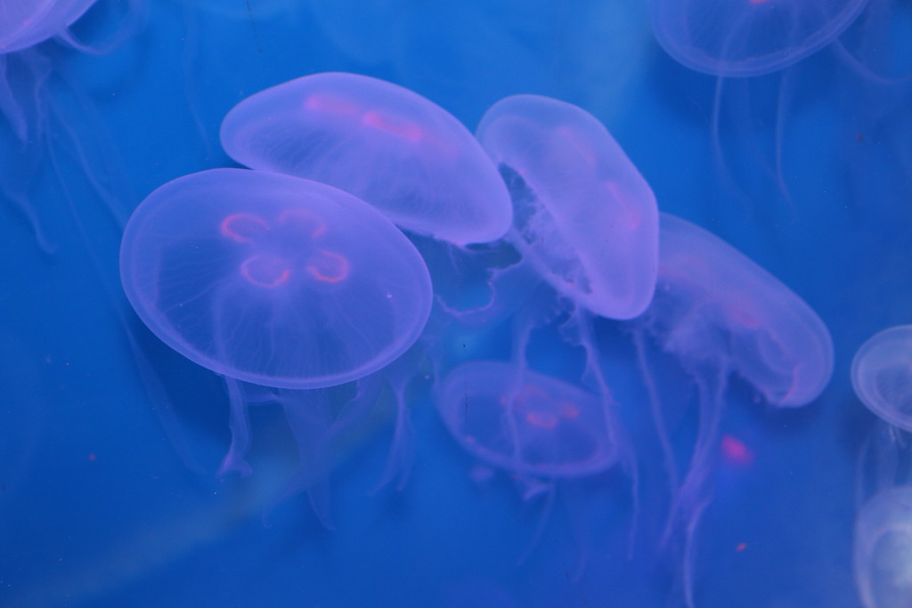 Jelly Fish by hellie