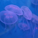 Jelly Fish by hellie