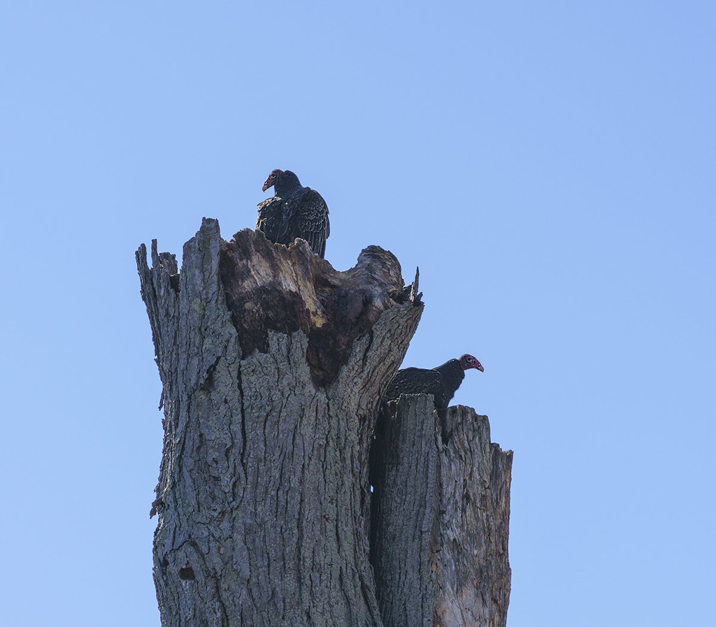 Vulture Tree by gardencat