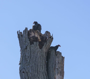 19th Mar 2016 - Vulture Tree