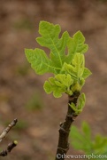 18th Mar 2016 - New fig leaves