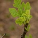 New fig leaves by thewatersphotos