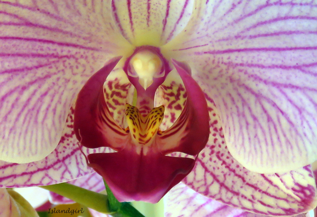 Orchid  Phalaenopsis by radiogirl