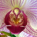 Orchid  Phalaenopsis by radiogirl