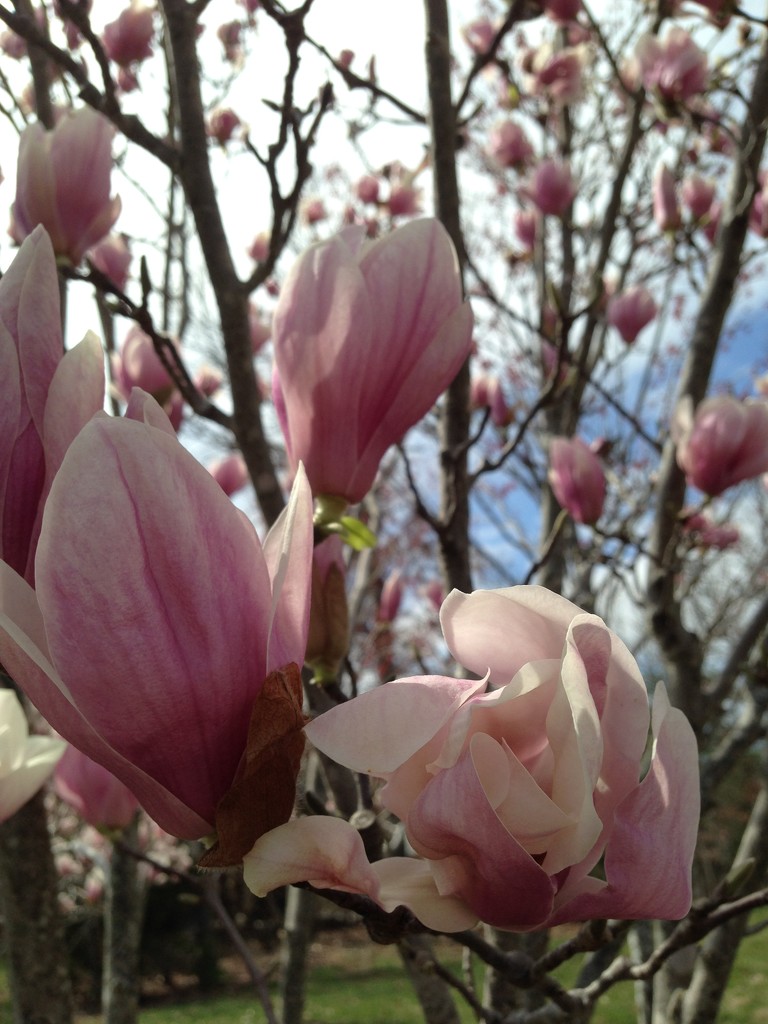magnolias by wiesnerbeth