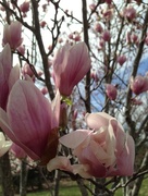 15th Mar 2016 - magnolias