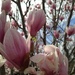 magnolias by wiesnerbeth