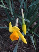 17th Mar 2016 - daffodils