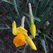 daffodils by wiesnerbeth