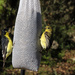 Finches by gaylewood