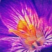 Purpura aureate by studiouno