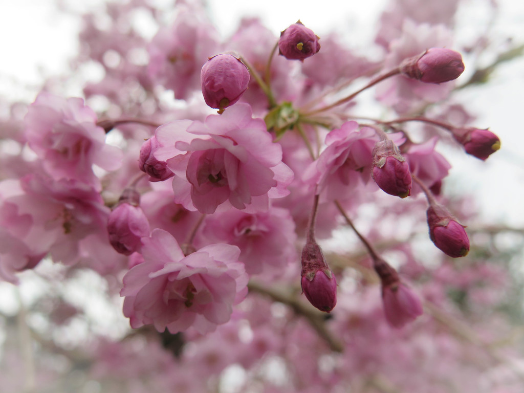~Weeping Cherry~ by crowfan
