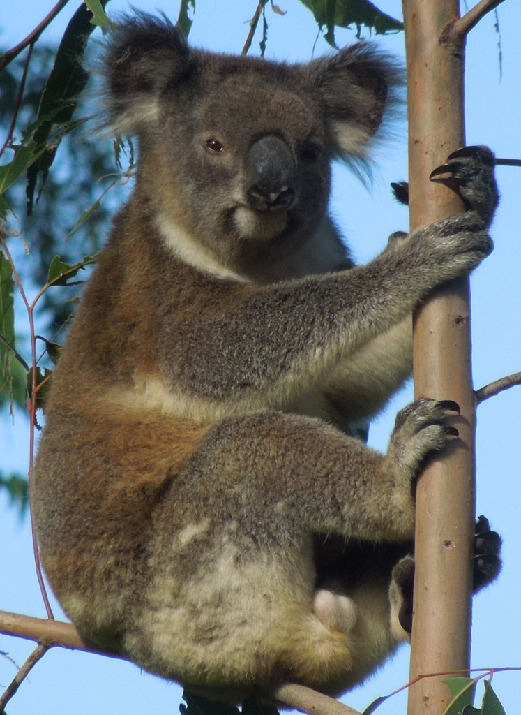 mystery solved by koalagardens