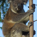mystery solved by koalagardens