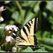 Swallowtail with a little friend... by soylentgreenpics