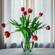 19th Mar 2016 - Tulips in a Vase