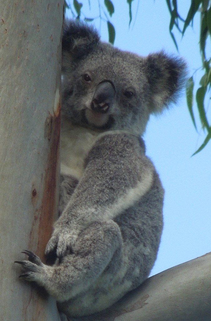 chubby kinda cute by koalagardens