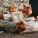Chicken Feed... by shepherdmanswife