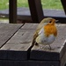 a hopeful robin by quietpurplehaze