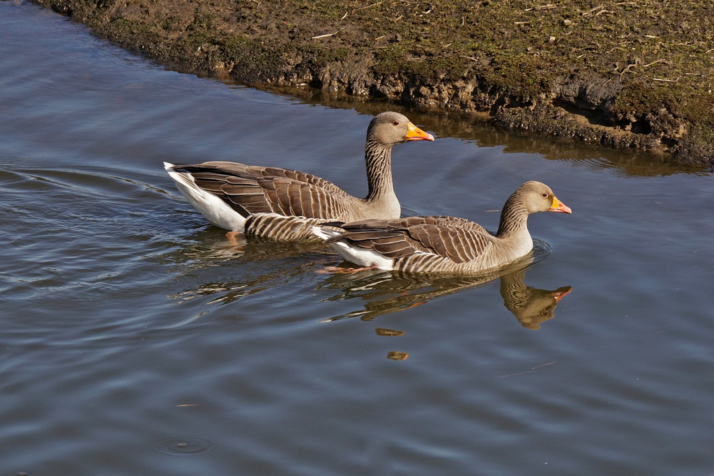 GREYLAG COUPLE by markp