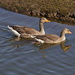 GREYLAG COUPLE by markp