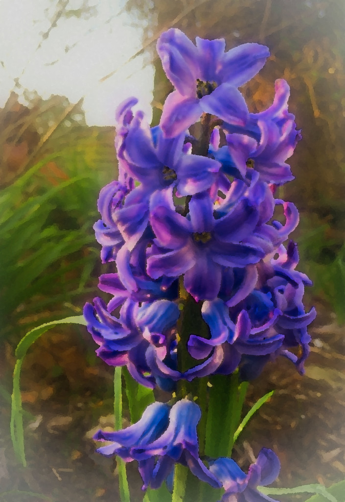 Good morning hyacinth by shesnapped
