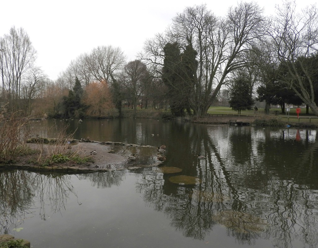 Reflections - Vernon Park Pond by oldjosh