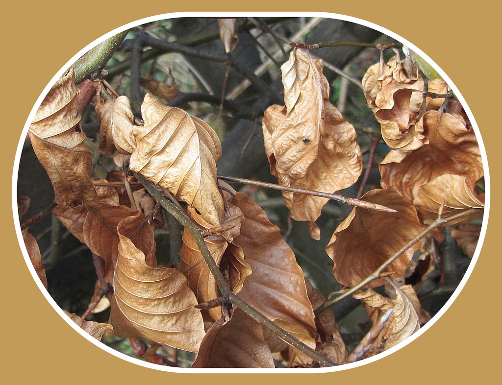 Beech leaves. by grace55