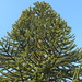 A huge Rishton monkey puzzle tree. by grace55