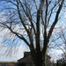 Silver Maple Tree, Rishton. by grace55