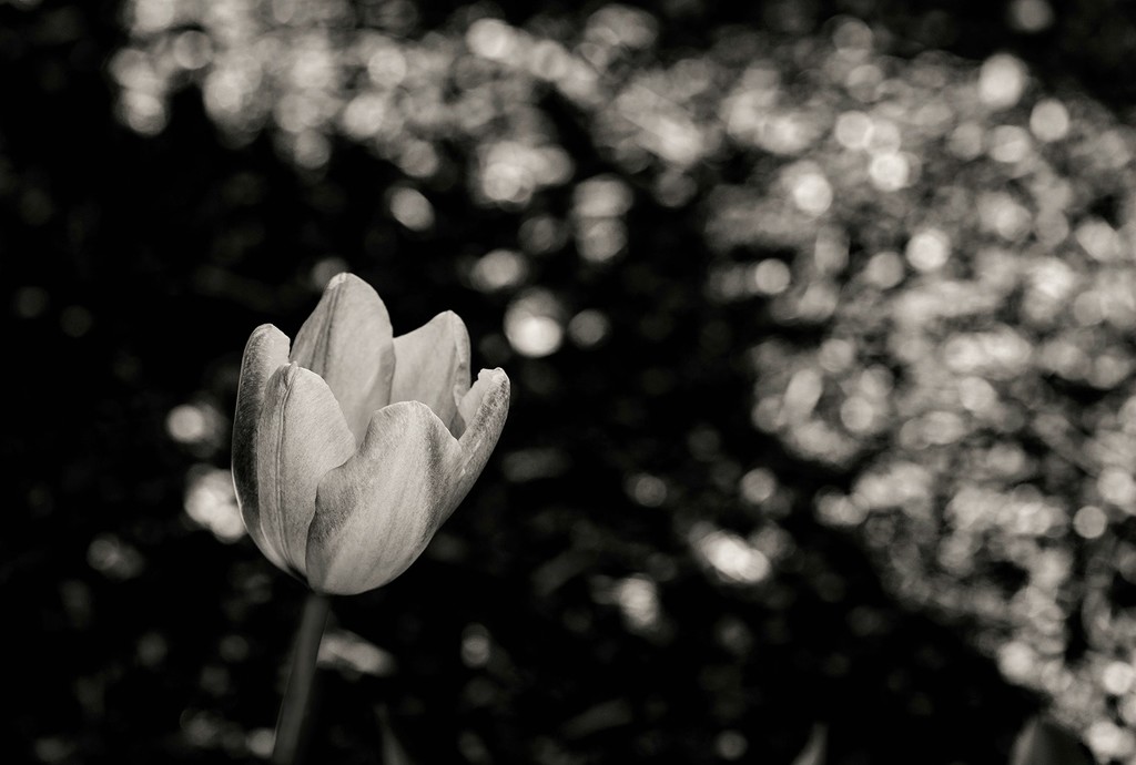 Tulip and Bokeh b and w  by jgpittenger