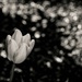 Tulip and Bokeh b and w  by jgpittenger