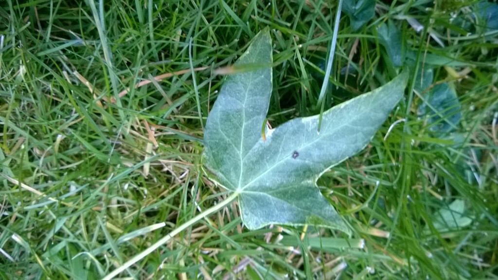 Ivy leaf by cataylor41