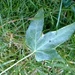 Ivy leaf by cataylor41