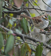 20th Mar 2016 - White Throated Sparrow