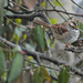 White Throated Sparrow by mej2011