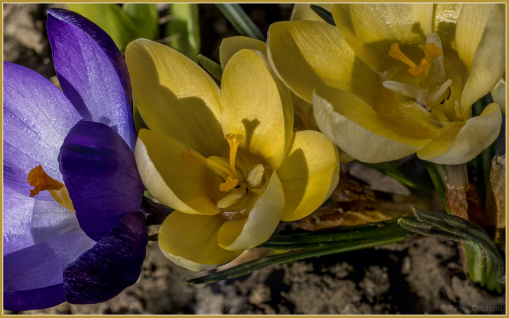 Crocus-3 by pcoulson