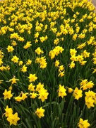 11th Mar 2016 - Daffodil Display