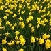 Daffodil Display by helenmoss