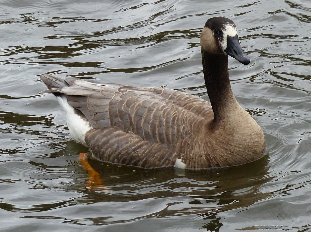 The Beautiful Hybrid Goose by susiemc