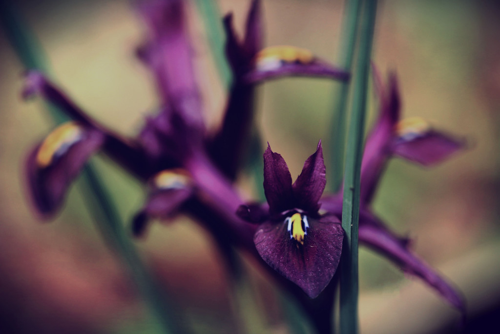 Tiny Iris  by mzzhope
