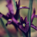 Tiny Iris  by mzzhope