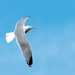 Seagull by dianen