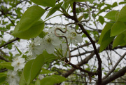 20th Mar 2016 - White blooms in the midst of green