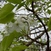 White blooms in the midst of green by randystreat