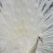 White Peacock  by flashster78