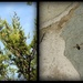 Bugs of Chimney Rock by homeschoolmom
